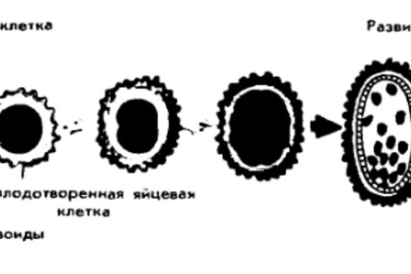 Кракен ссылка список