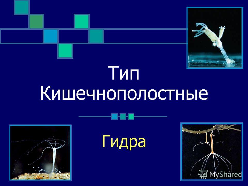 Маркет плейс кракен маркетплейс