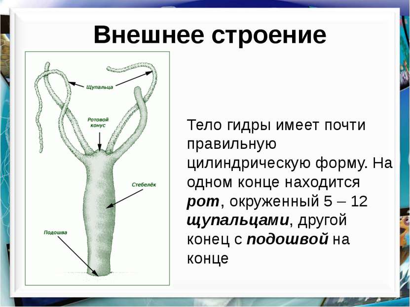 Почему в кракене пользователь не найден