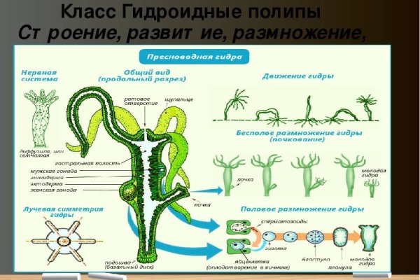 Кракен купить порошок