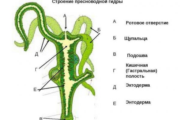 Кракен даркшоп