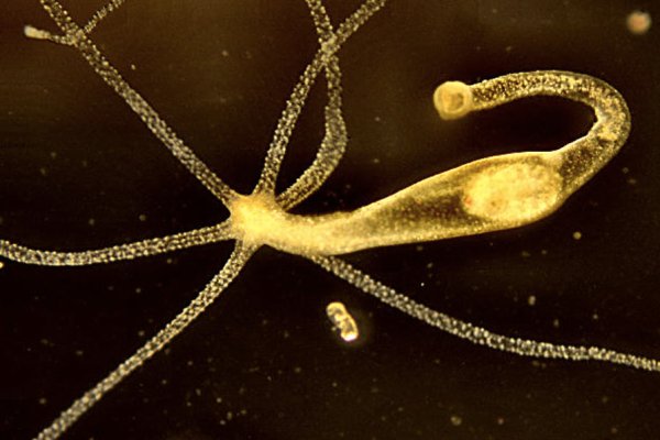 Кракен ссылка на рабочее зеркало